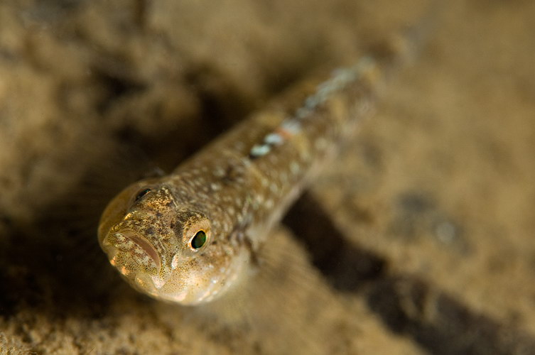 Pomatoschistus minutus